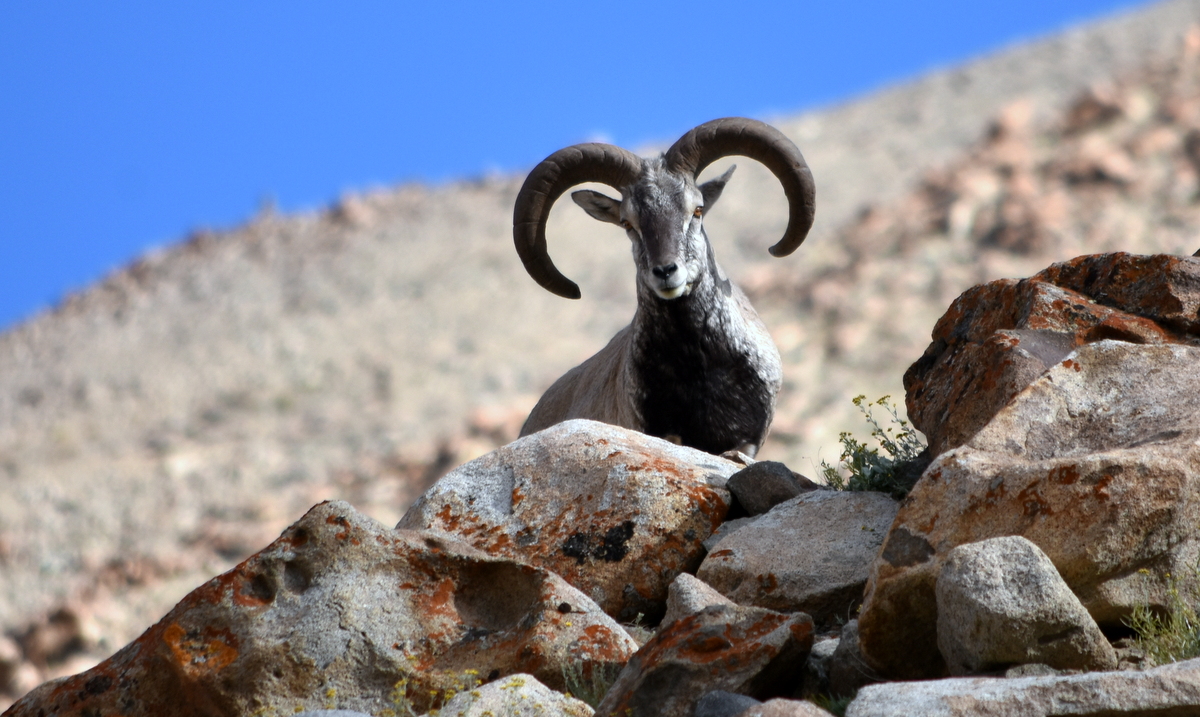 Himalayan Blue Sheep