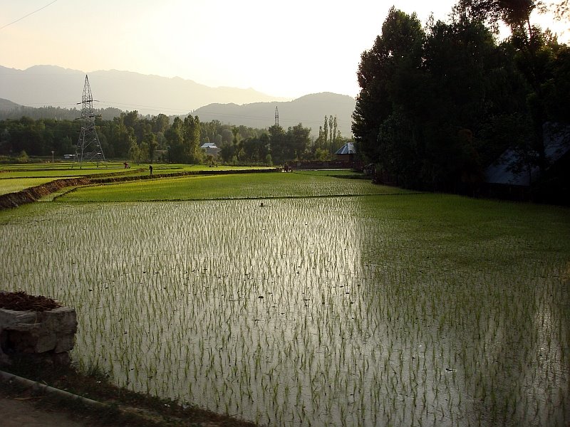 paddy_rice_field_kashmir.JPG