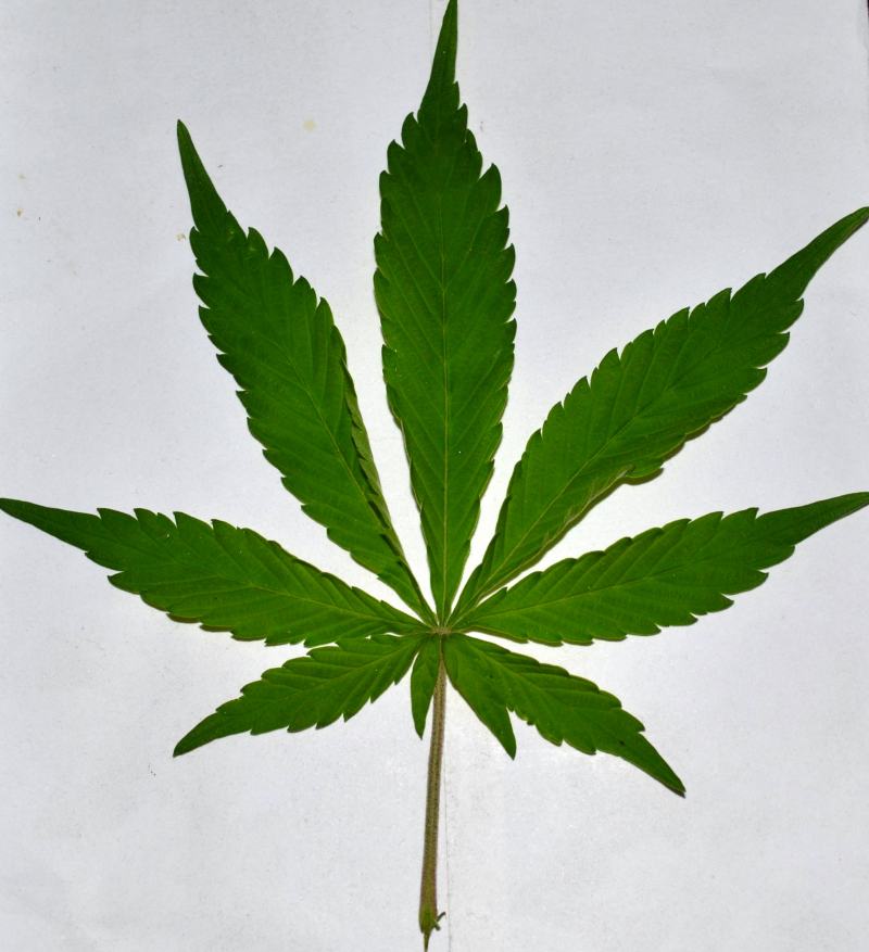 bhang_leaves.JPG